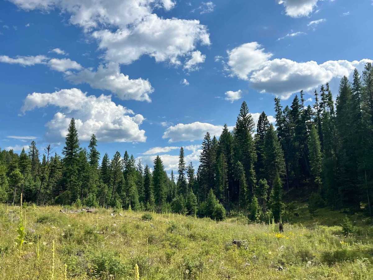 North Meadow Creek photo 5