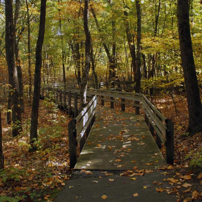 Fall colors on the Calumet Dunes Paved Trail. Near Glenwood Dunes Trail