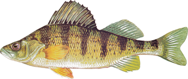 Perch