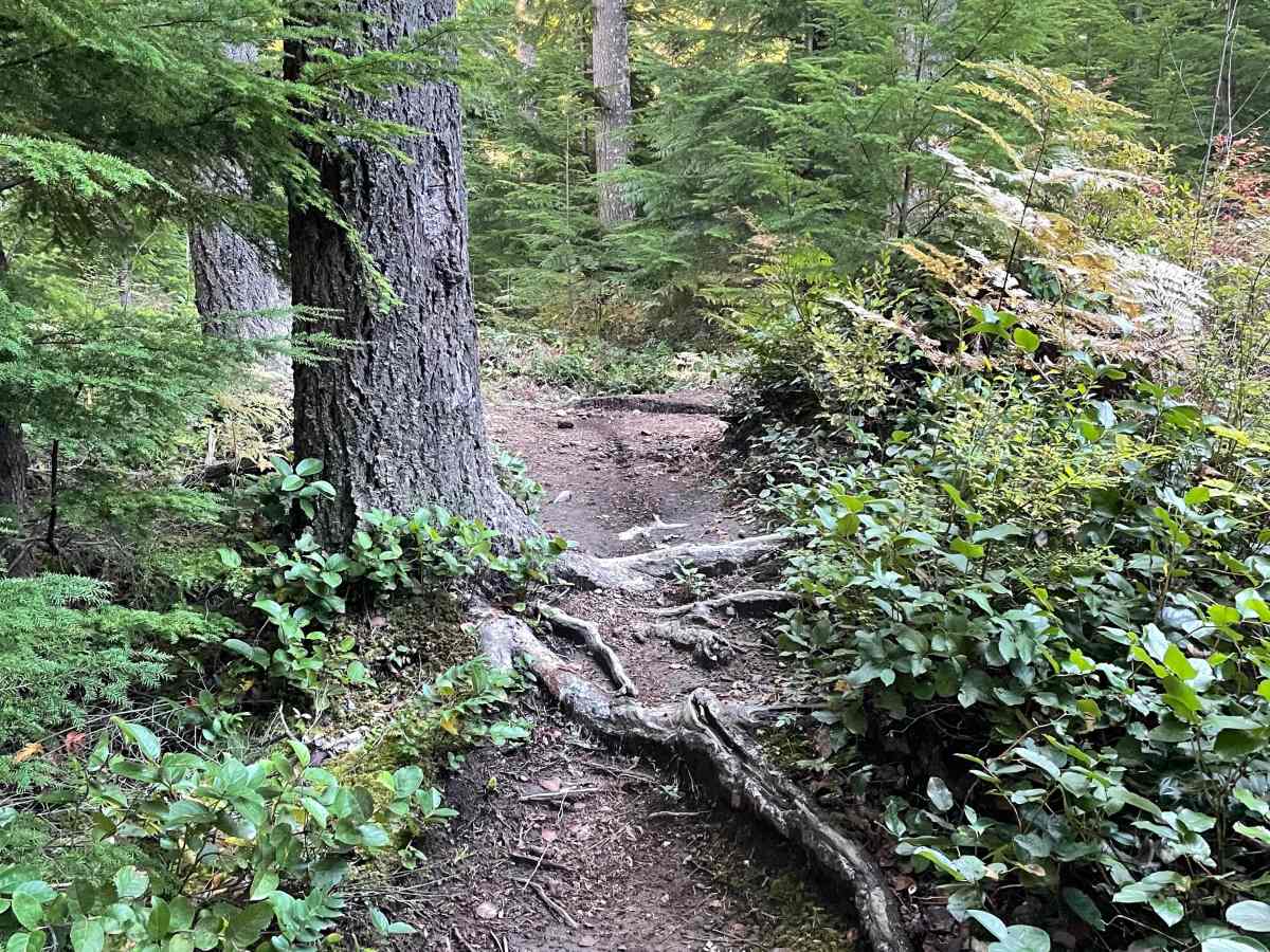 Hayden's Trail Connector trail photo