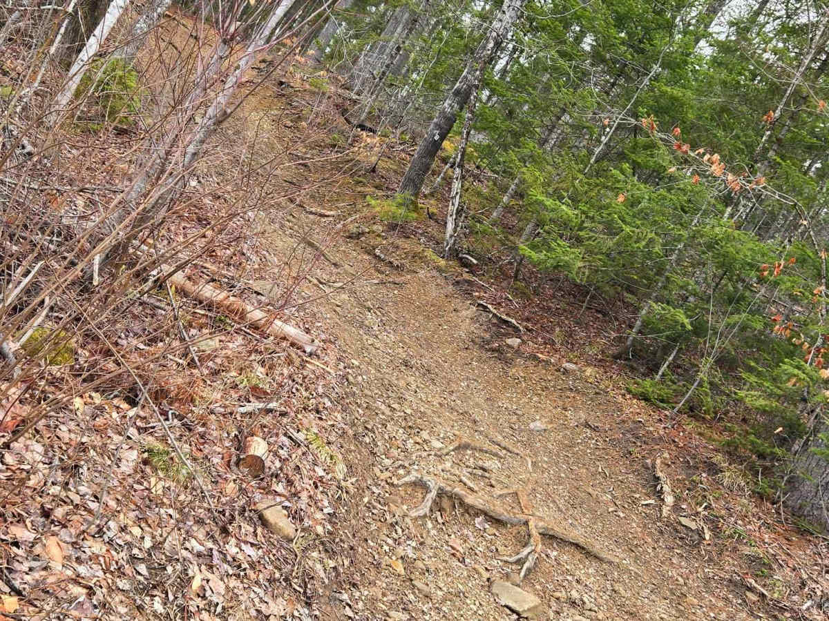 Tree Root Trail photo 6