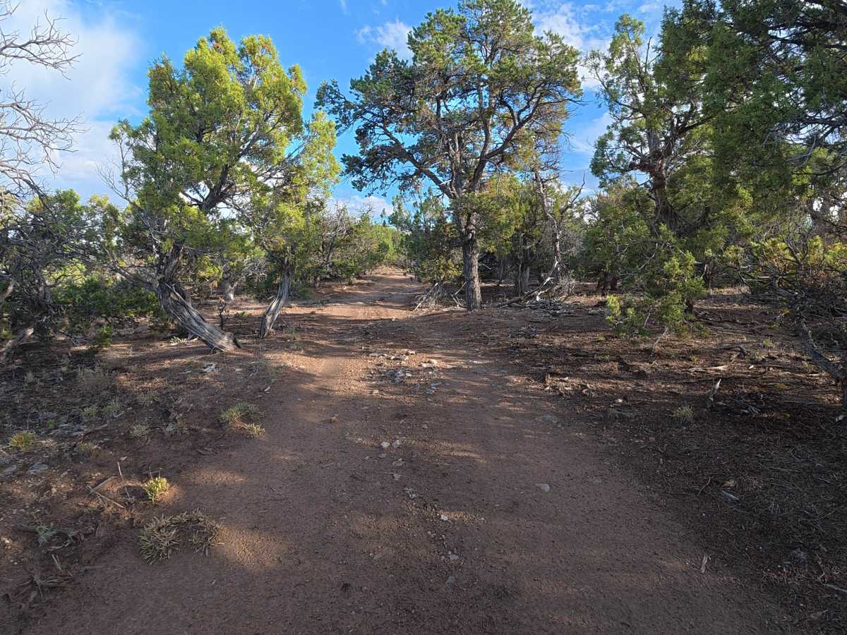 BLM 621 photo 5