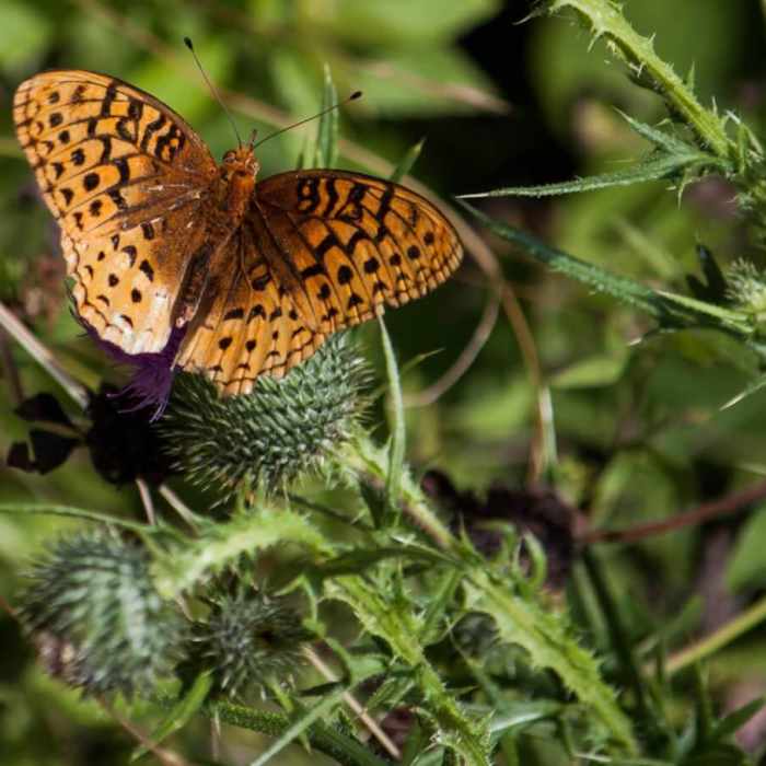 Near Peacham Bog Loop Trail Near Peacham Bog Loop Trail
