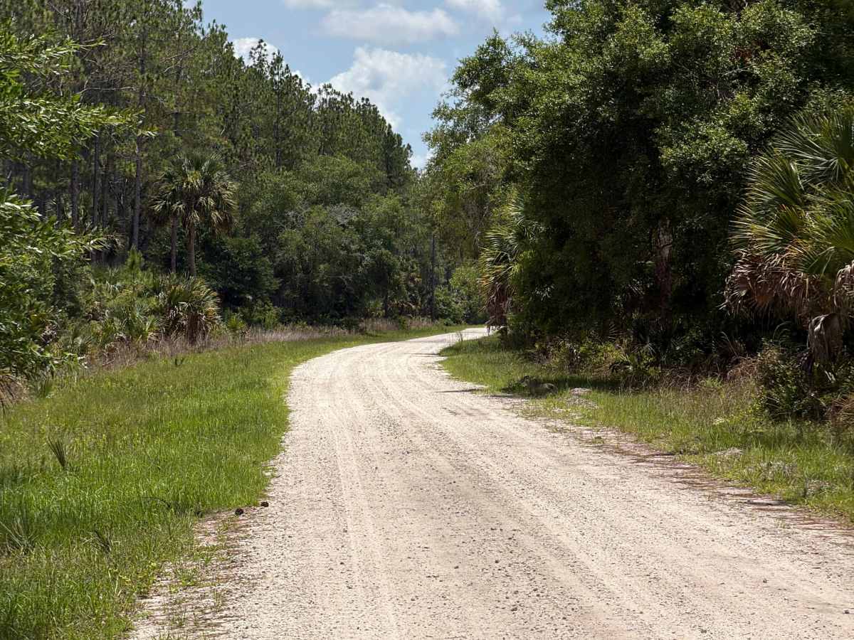 St Johns River Road trail photo
