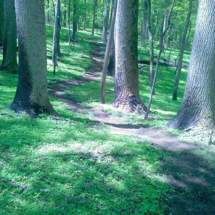 Heading through the trees. Near Seneca Ridge Trail