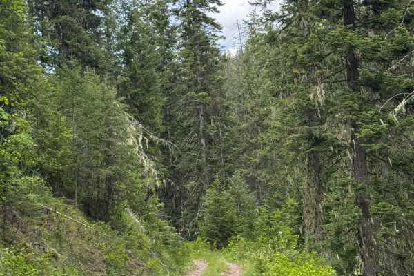 Sullivan Mountain Trail