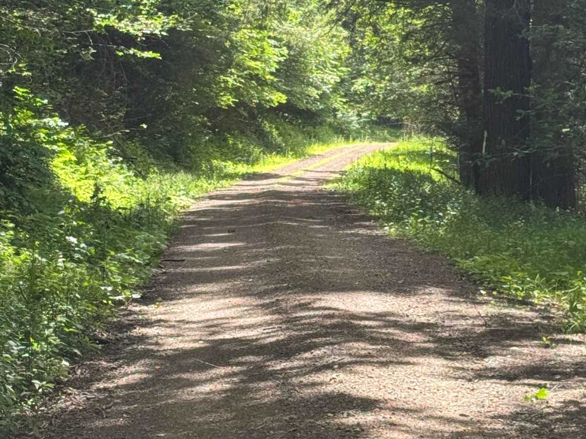 Wild Boy Road photo 5