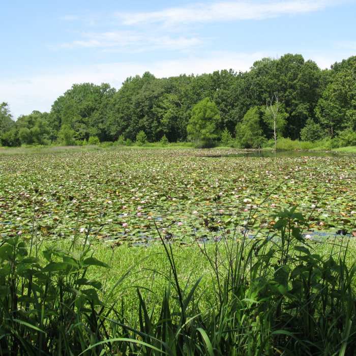 Near Wetland Trail