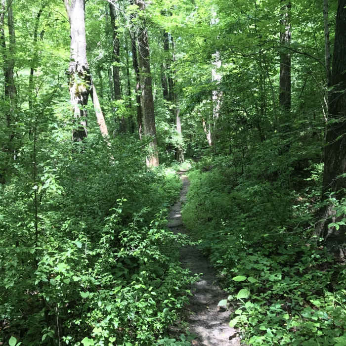 This is shortly after crossing a small foot bridge toward the end of Cedar Ridge Trail. Near McDowell Park Loop A