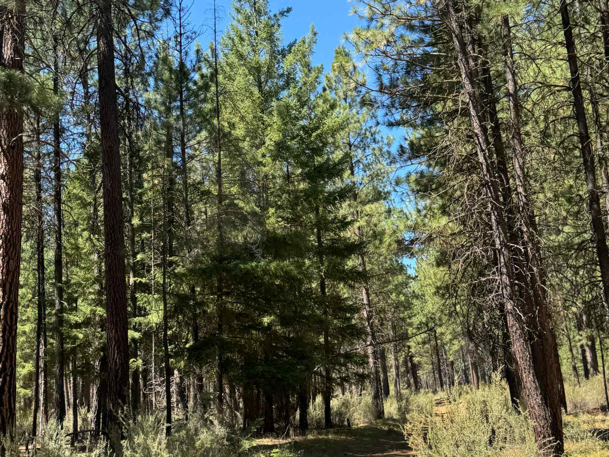 Jefferson Lake Trail photo 4