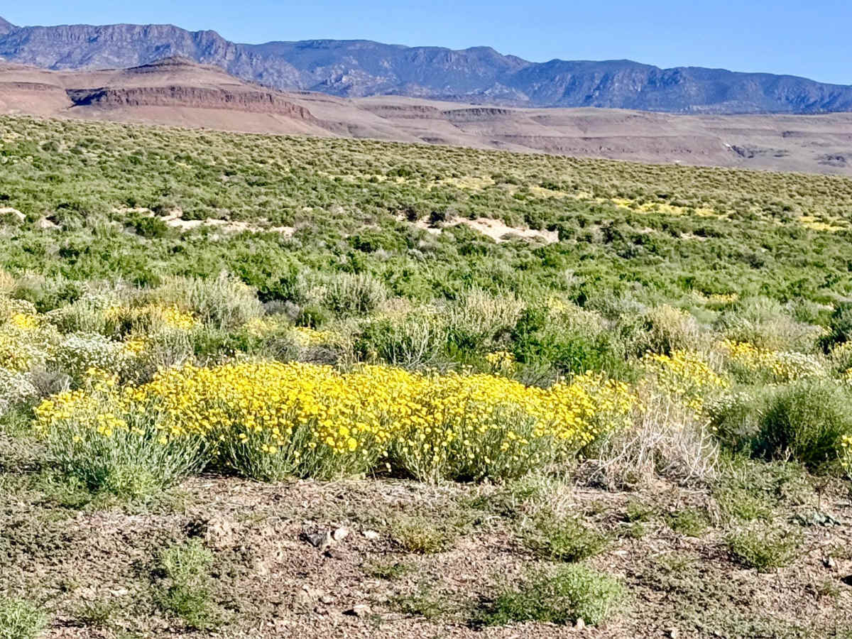 Stone Cabin Ranch photo 3