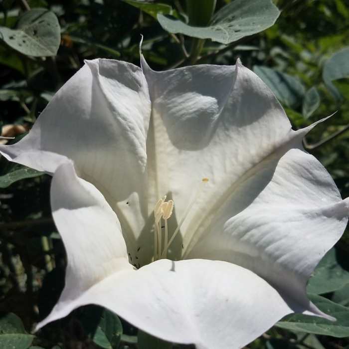 Sacred Datura/Jimson Weed is found along the E Fork Trail in the lowlands. Near AZT - Passage 11 - Santa Catalina Mountains