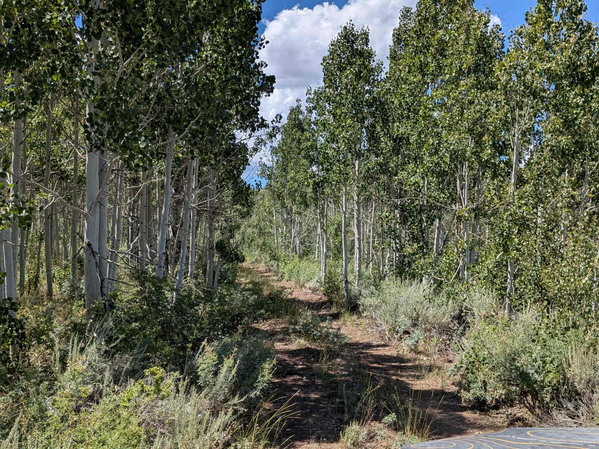 Monitor Pass - FS 313598 trail photo