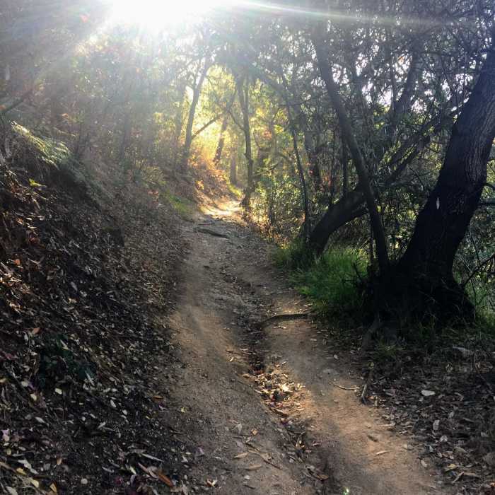 Near Mount Wilson Trail Loop