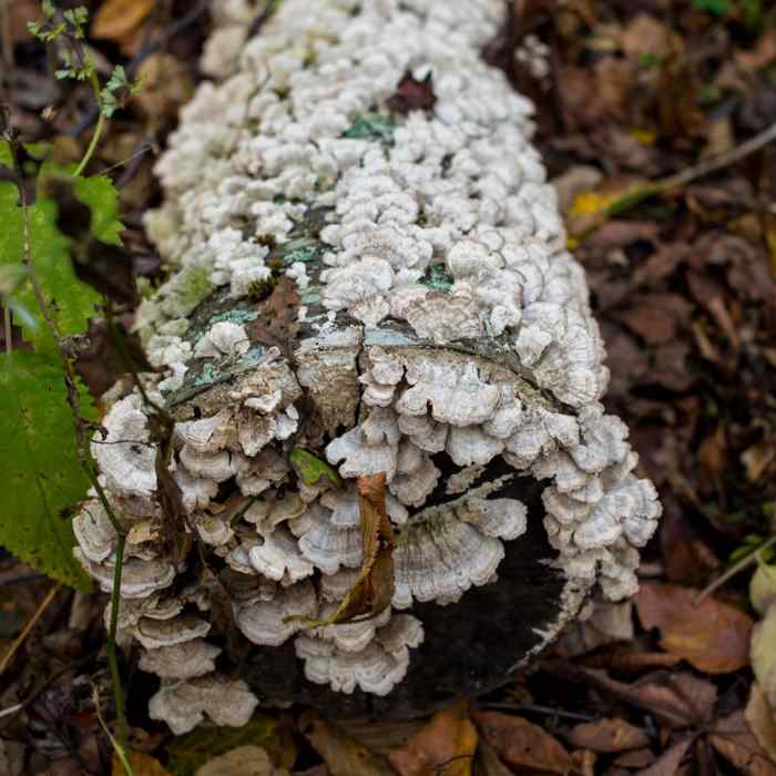 Near Trombatore Trail Near Trombatore Trail