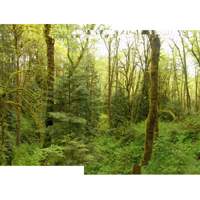 Near Tryon Creek State Park, Cedar Trail Hike