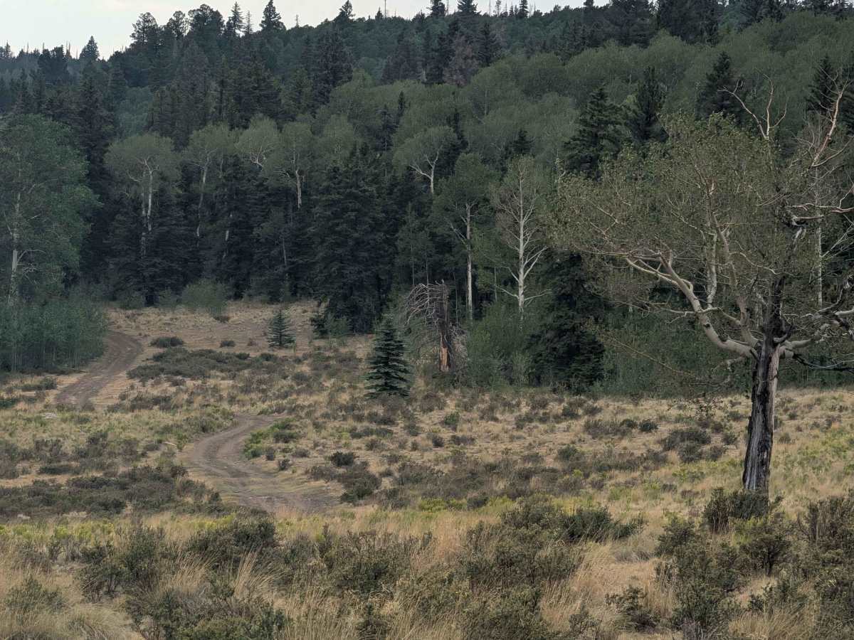 FS 101 photo 5
