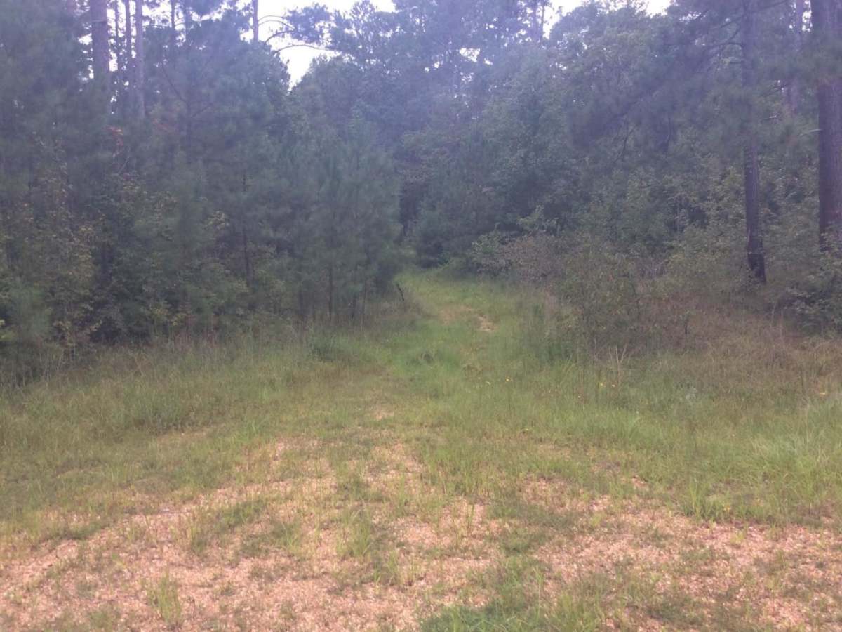 HCNF Swayze Trace Trail photo 3