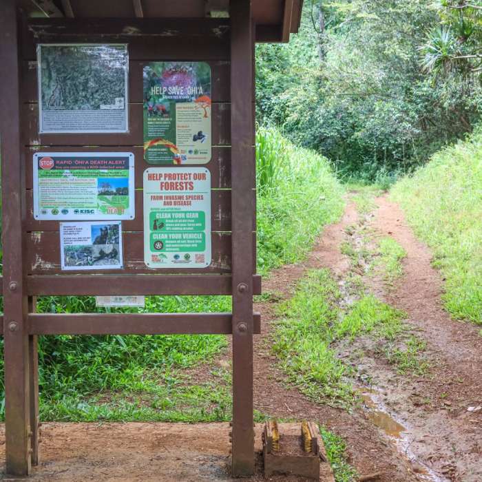 Near Kuilau Ridge Trail