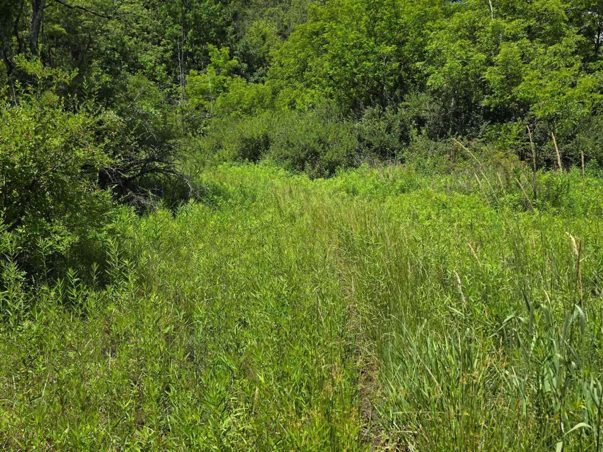 Single Track QQ photo 2