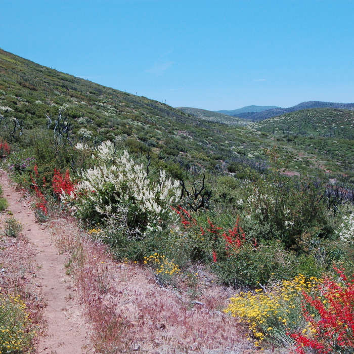 Near Garnet Peak Trail