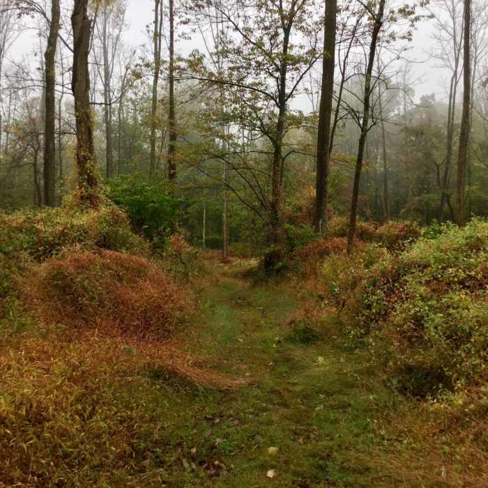 Near Farmstead Trail (Yellow)