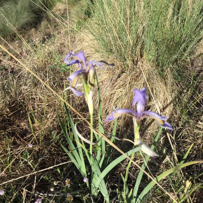 A wild Iris blooming along the trail. Near Barbershop Trail #91