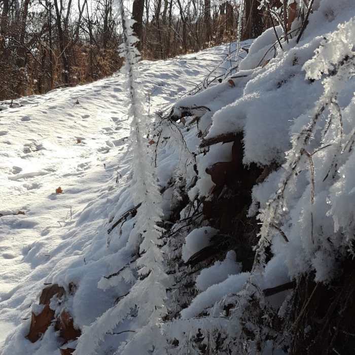 Frosty weeds at 1 degree Near Yinz G.O.Y.S.