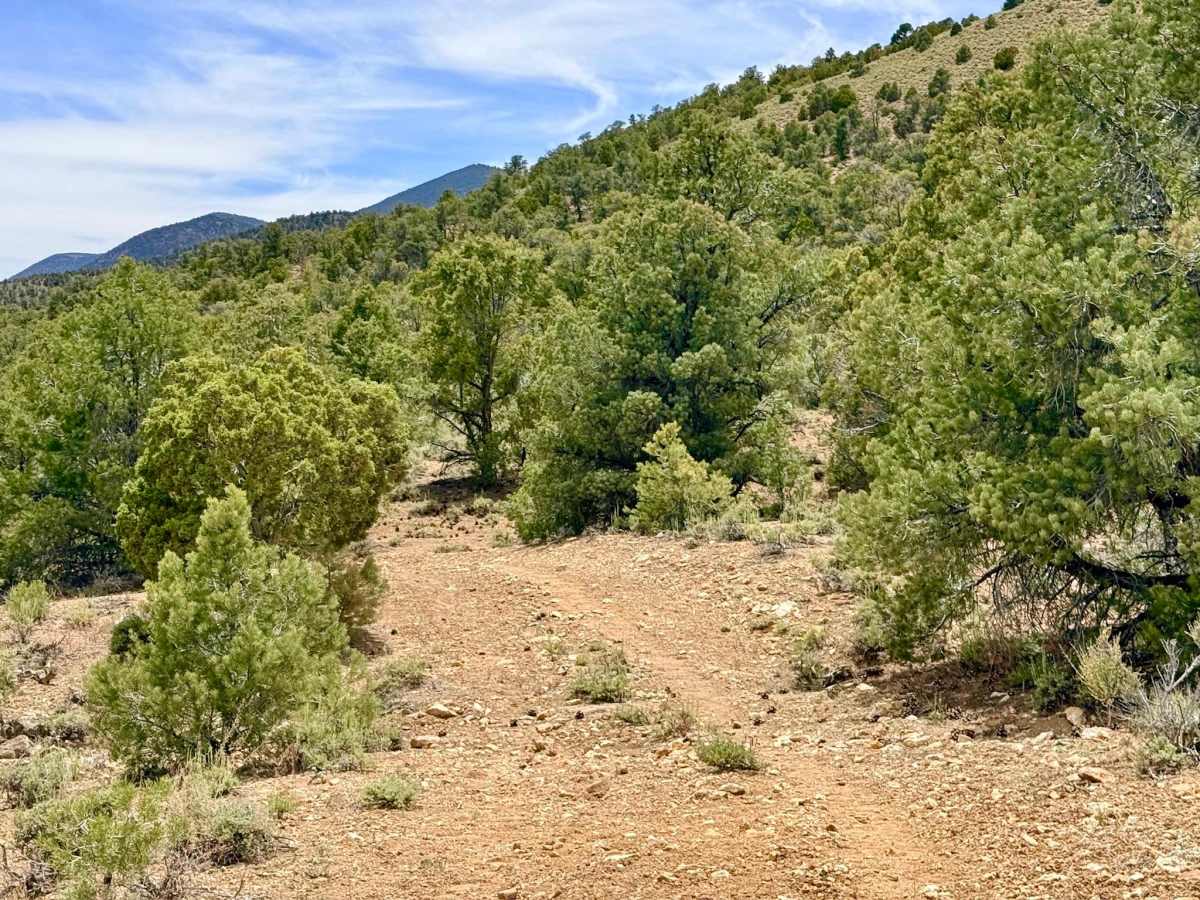 Sawmill Creek Loop Road - FS 44424 photo 3