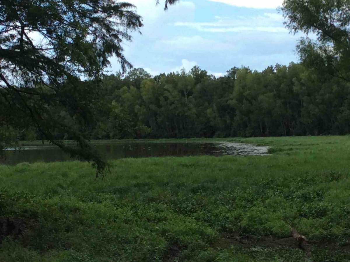 Grassy Lakes Wildlife Management Area (WMA) Central Trail photo 4