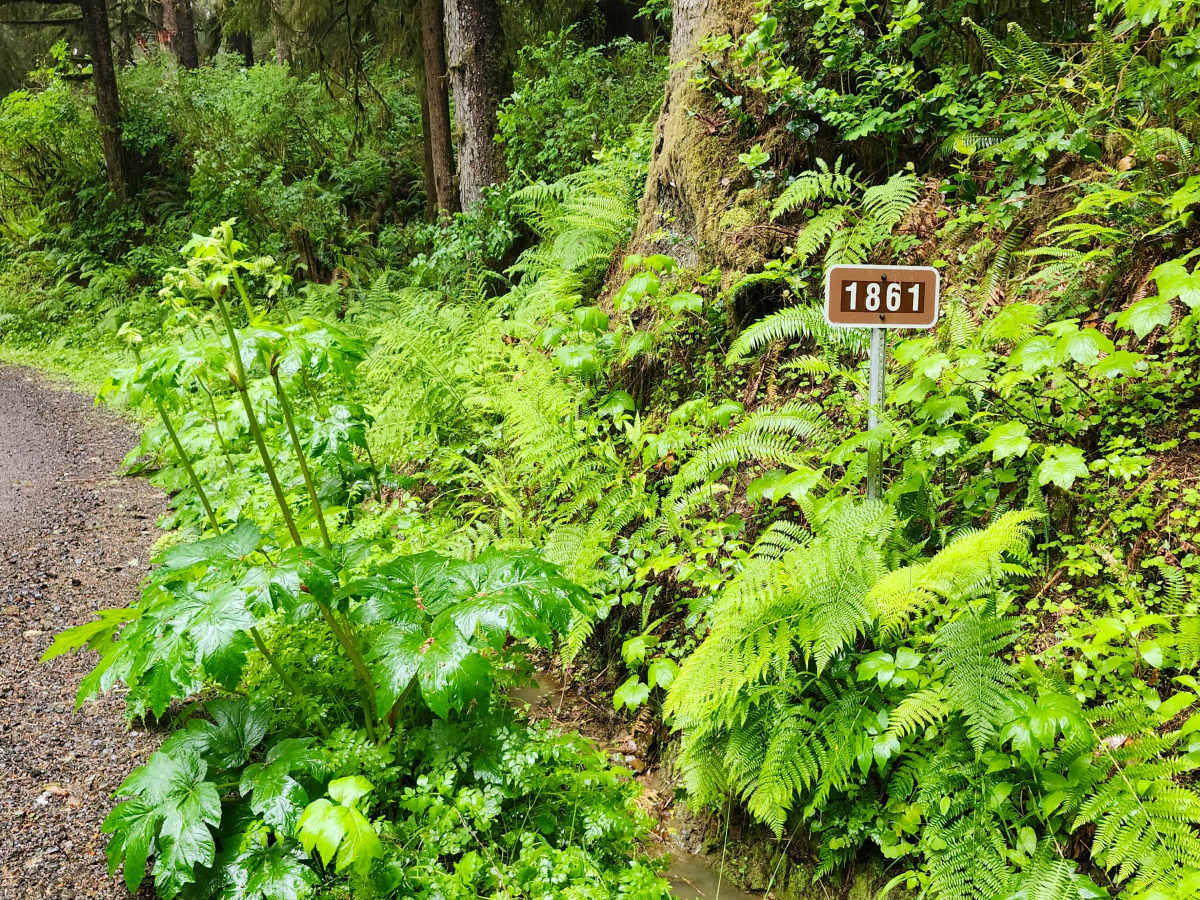Cascade Head - FS 1861 photo 2