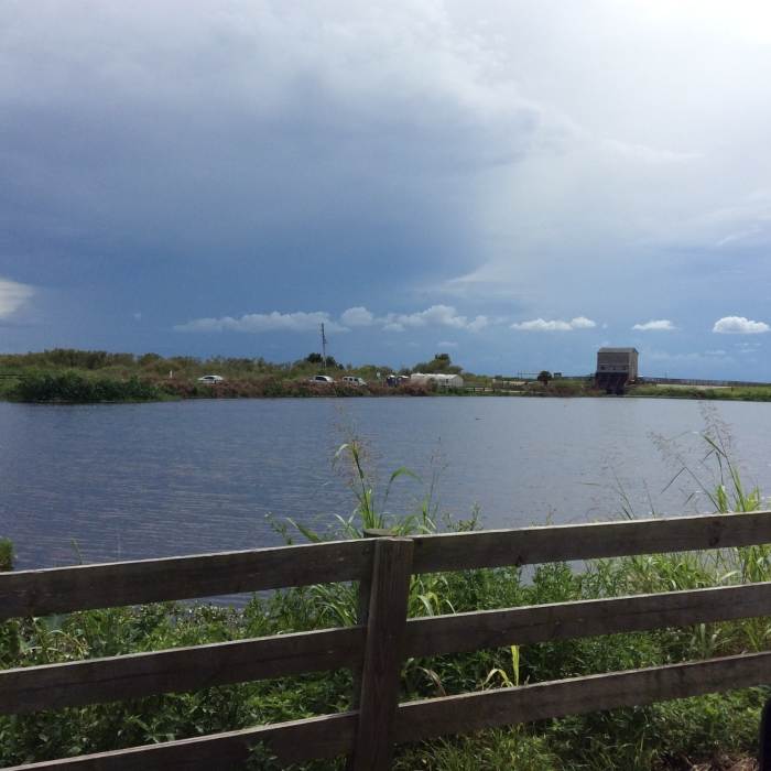 Near Lake Apopka Loop Trail