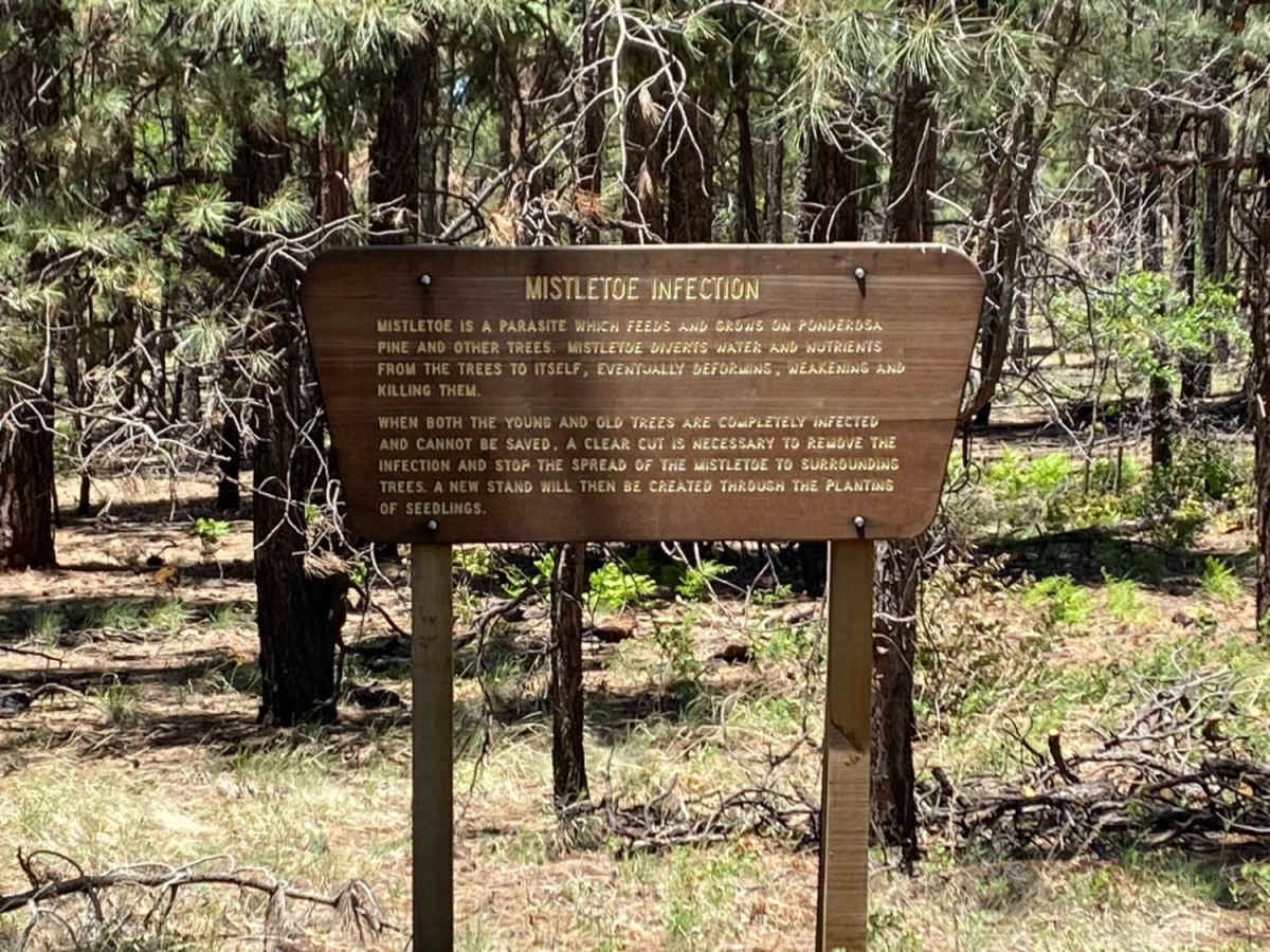 Springer Mountain photo 5