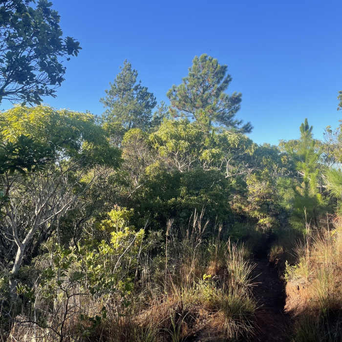 Pine trees Near Nualolo Nualolo Cliffs Awaawapuhi loop