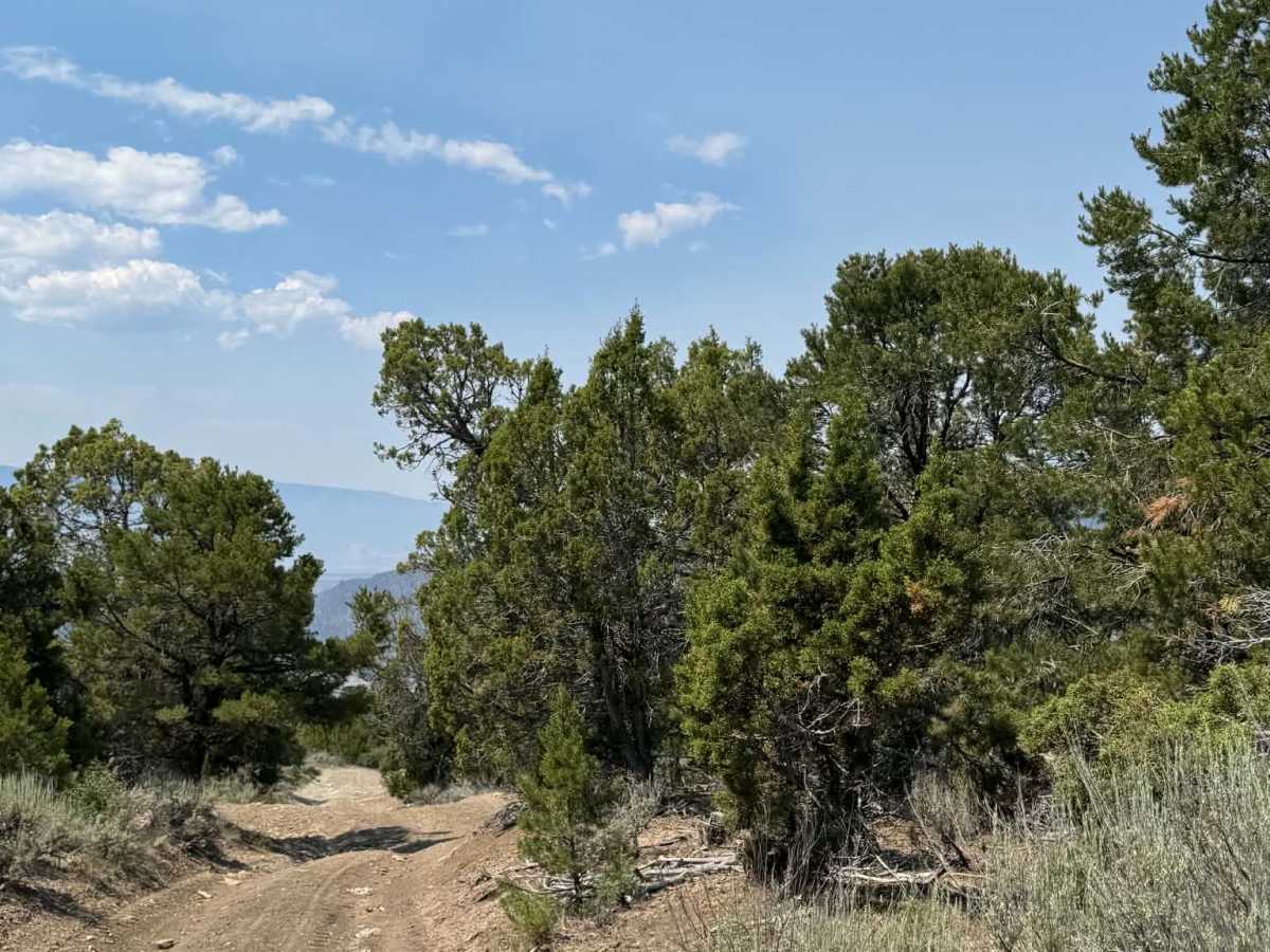 Rifle East photo 4