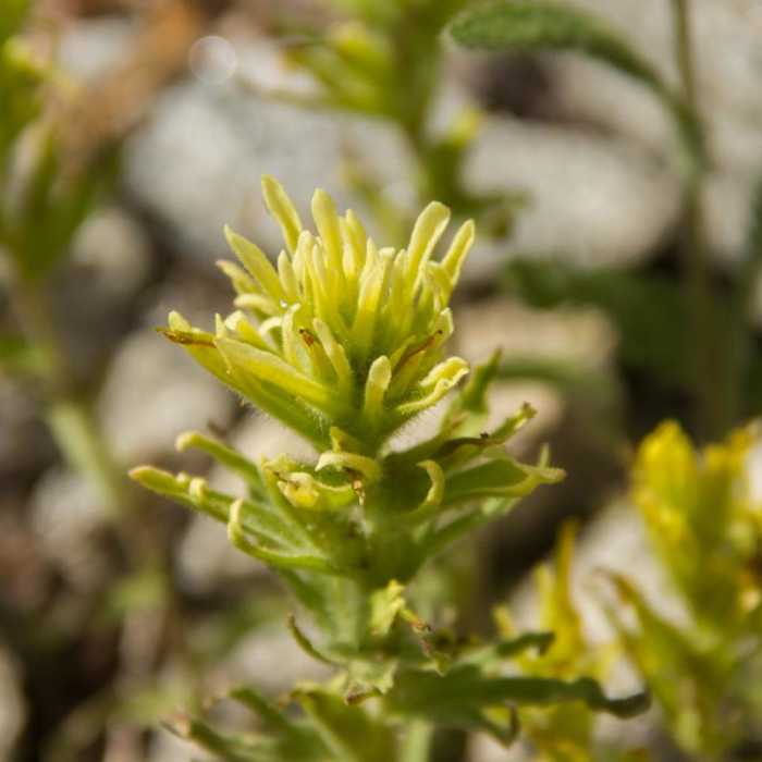 Near Elkhorn Crest Trail: Lost Lake + Summit Lake