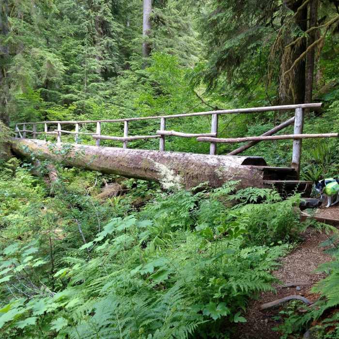 Near Spider Lake Trail #879