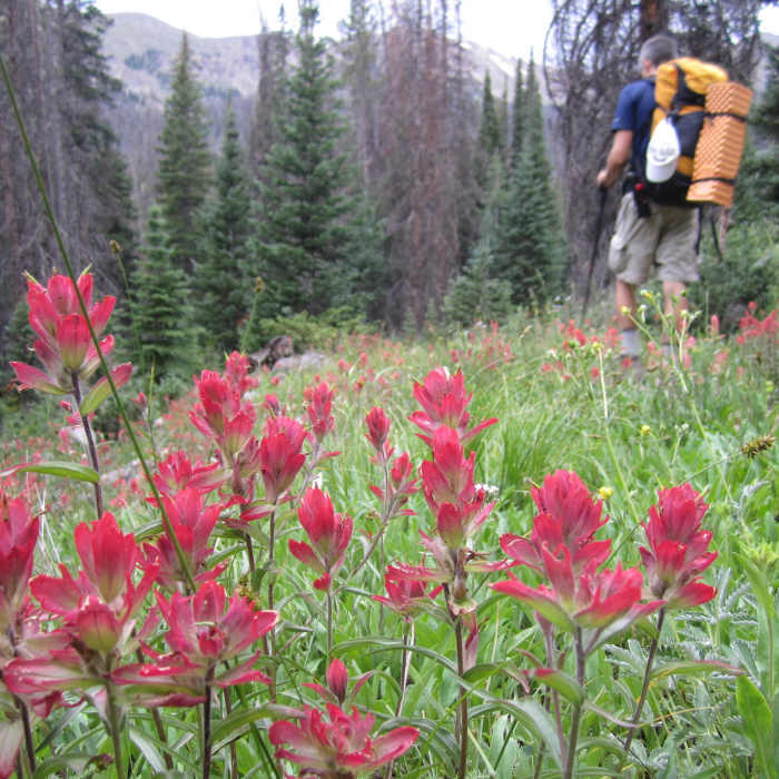 Near Bowen Gulch Trail #119