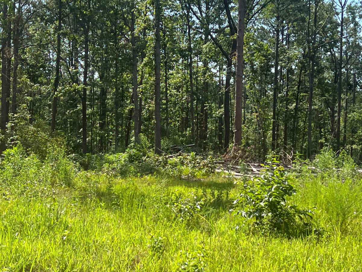 Liberty Springs Road  photo 3