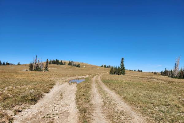 Buck Ridge - FS 50003