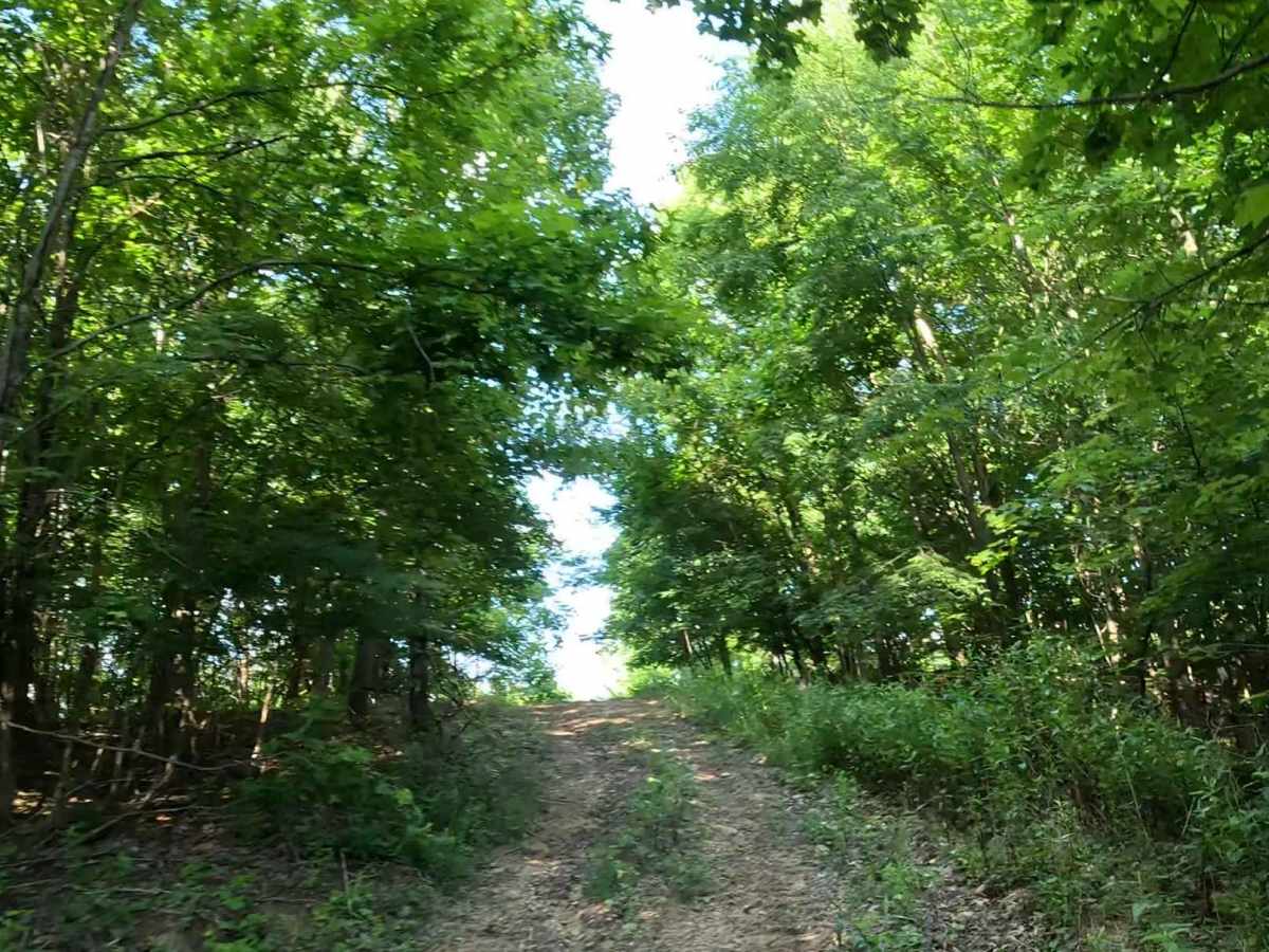 Q5A trail photo