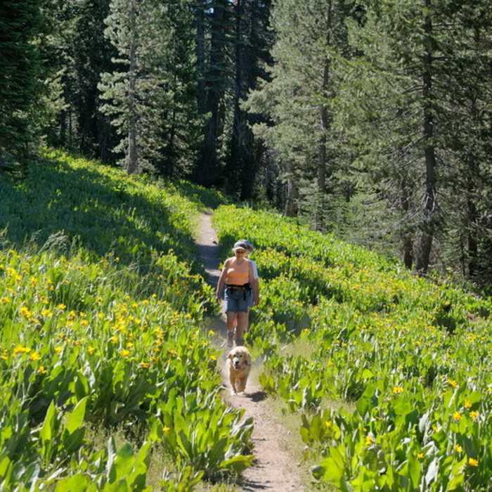 The Switchback Trail winds through carpets of mule's ear in Royal Gorge. Near Switchback Trail