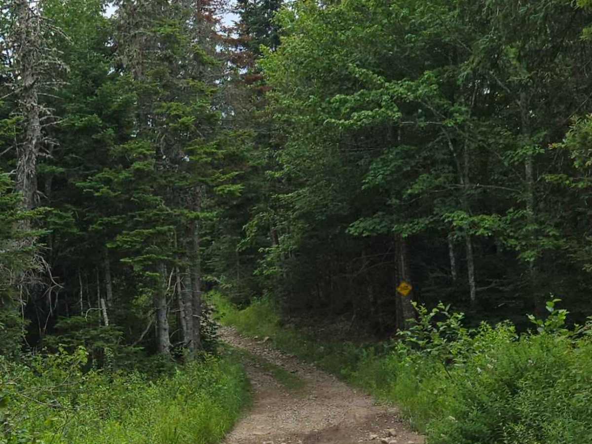 Caledonia Mountain  trail photo