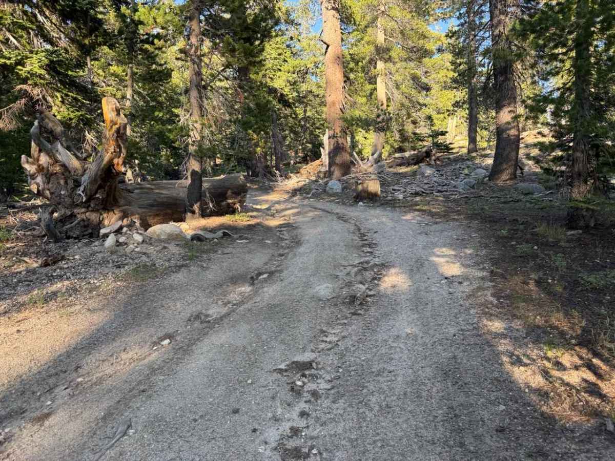 Unnamed Spur off Jobs Peak Trail Road - FS 31051 photo 2