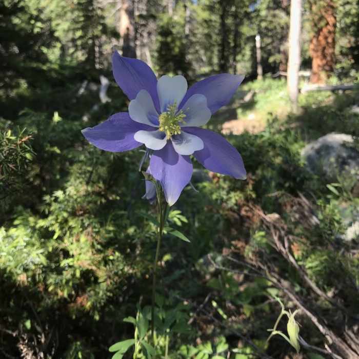 Near South Saint Vrain Trail (#909)