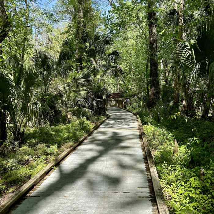Boardwalk to Old Methuselah Near DeLeon Springs Easy Trail 2