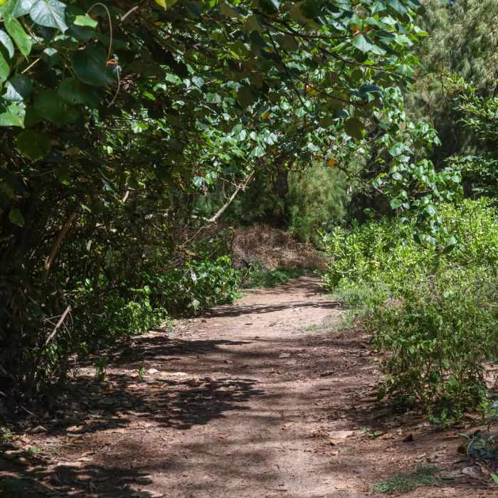 Near Pools of Mokolea