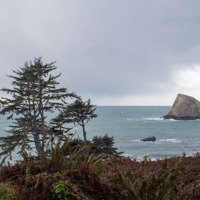 Near Yurok Loop Trail