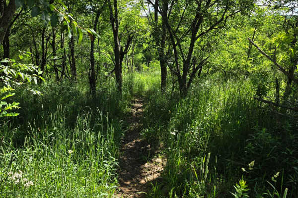 Single Track Z