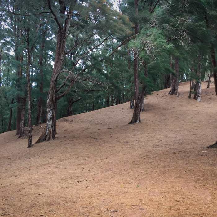 Near Kuli'ou'ou Ridge Near Kuli'ou'ou Ridge